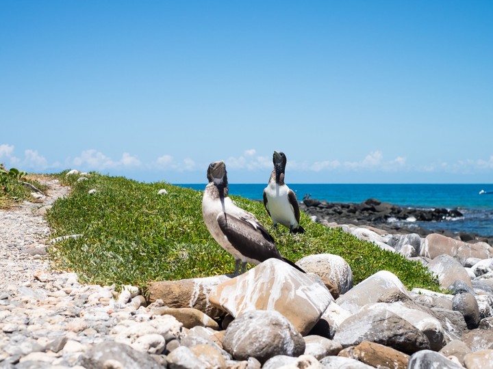 Abrolhos