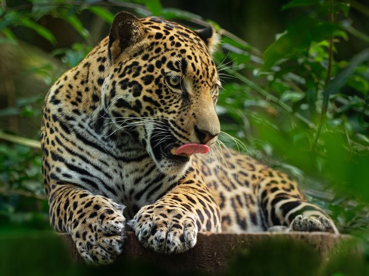 Paraguayo Pantanal