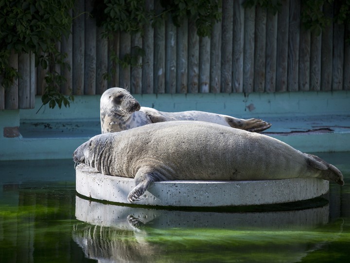 Zoo, Tallinn
