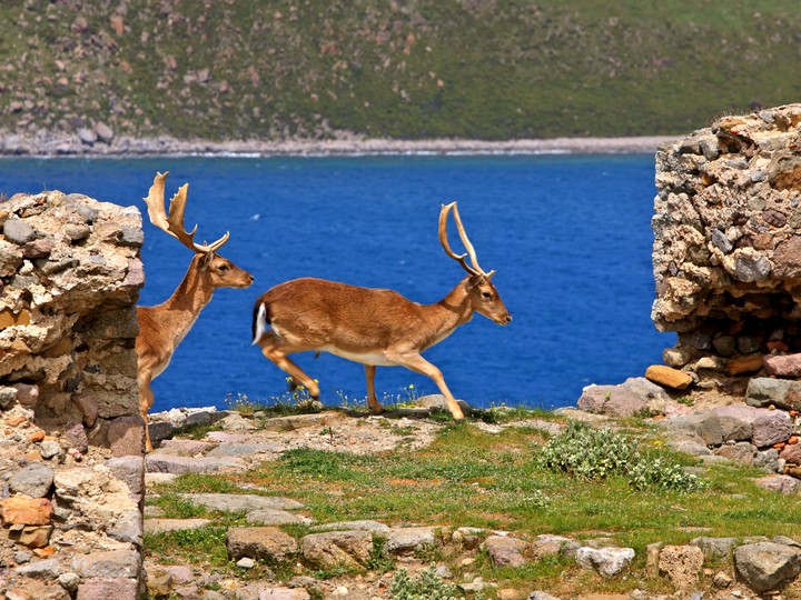 Limnos, Grecja