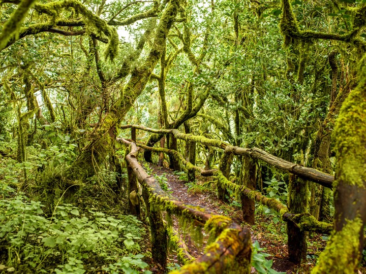 Garajonay, Gomera, Hiszpania - © Zielonamapa