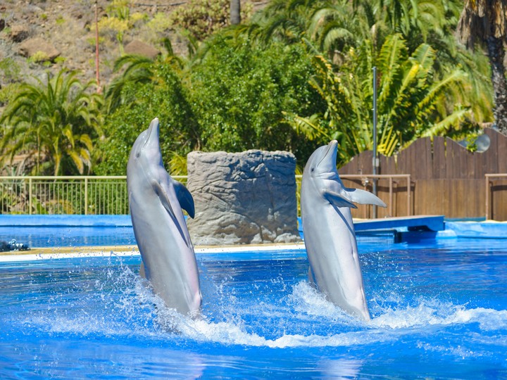 Gran Canaria Poema del Mar Aquarium