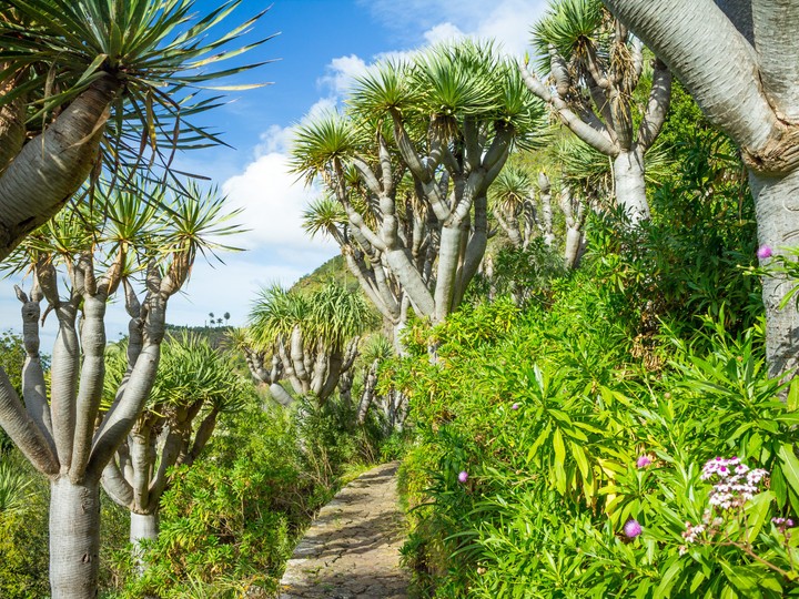 Gran Canaria Jardin Canario