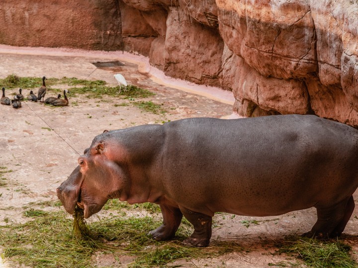 ZOO, Wrocław